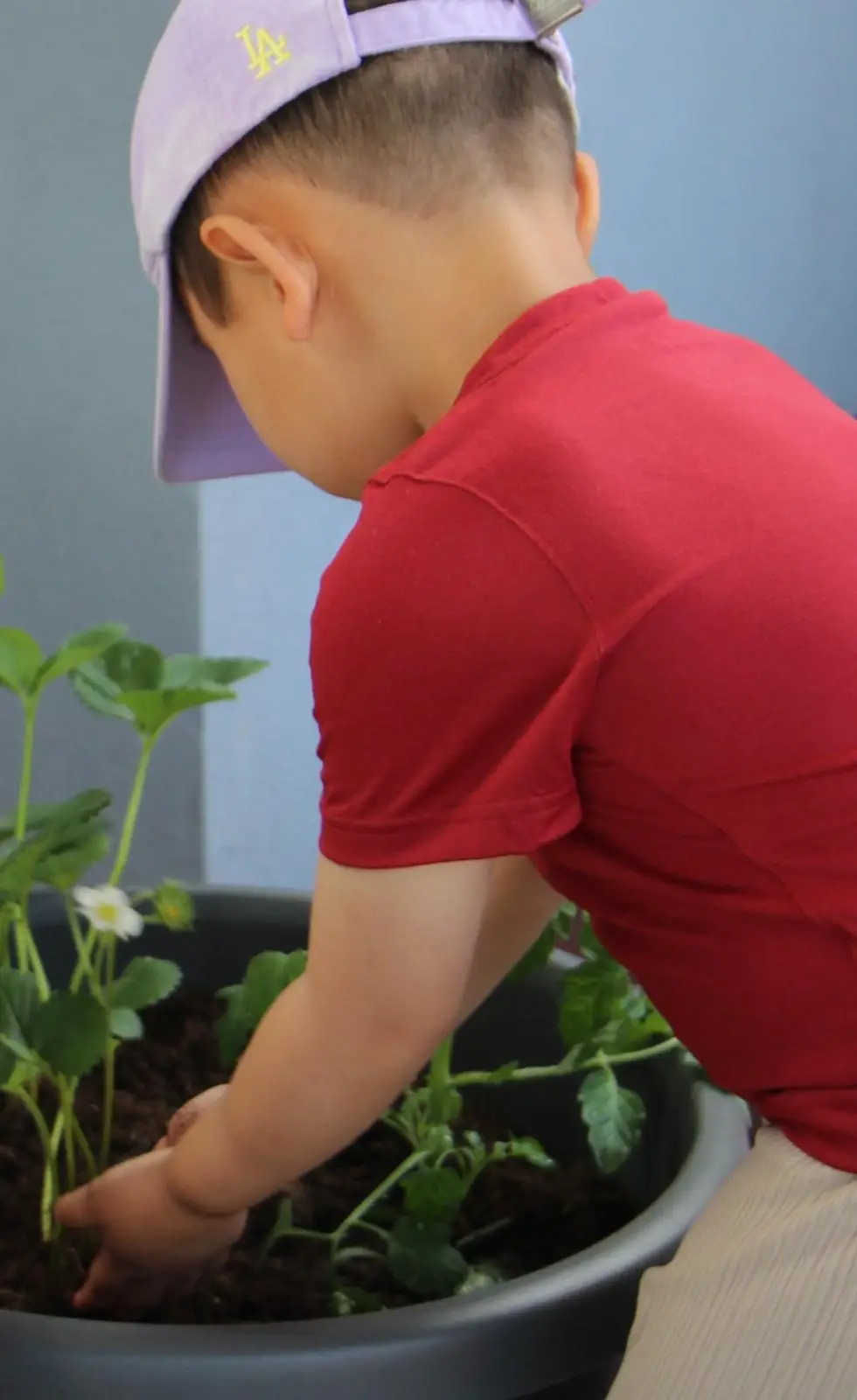 Young boy planting strawberry seedlings in a garden pot