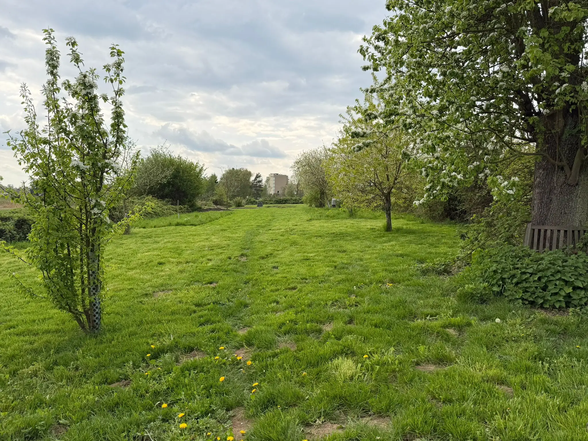 Spring meadow with blossoming trees on the TIMS school grounds